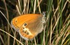 Coenonympha macromma: Weibchen (e.o. Hautes-Alpes, Col d'Allos, 2350m, Eiablage Anfang August 2021) [S]