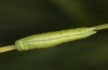 Coenonympha macromma: L3 Raupe nach der Überwinterung (e.o. Hautes-Alpes, Col d'Allos, 2350m, Eiablage Anfang August 2021) [S]