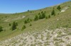 Coenonympha macromma: Habitat, in dem einzelne Weibchen vorkamen (Hautes-Alpes, Col d'Allos, 2350m, Ende Juli 2021) [N]