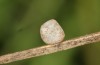 Coenonympha macromma: Ei nach einigen Tagen (Hautes-Alpes, Col d'Allos, 2350m, Ende Juli 2021) [S]