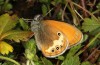 Coenonympha macromma: Männchen (e.o. Hautes-Alpes, Col d'Allos, 2350m, Eiablage Anfang August 2021) [S]