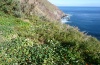Pieris rapae: Ein mögliches Habitat der ubiquitären Art: Tropaeoleum und Brassicaceae an einem teilweise genutzten Hang in Küstennähe auf La Gomera (Agulo, Februar 2013). Hier wurden alle Stadien zahlreich beobachtet. [N]