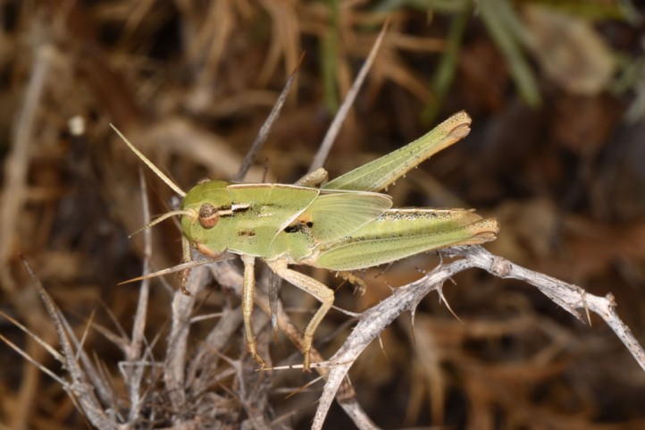 European locusts and their ecology: Locusta migratoria