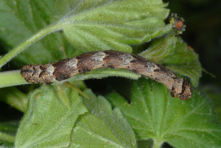 Eulithis prunata: Larva [S]