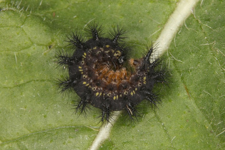 European Lepidoptera And Their Ecology: Euphydryas Italica