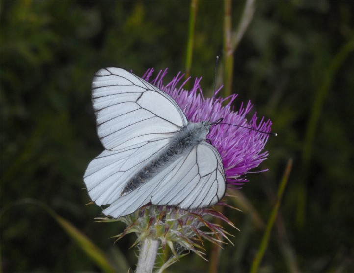 European Lepidoptera and ecology: Aporia their crataegi