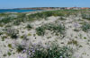Coastal sand dunes on Sardinia