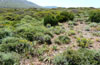 Artenreiche Garigue auf Sardinien (Buggeru, Mai 2012)
