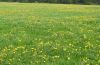 Dandelion manure meadow