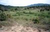 Mediterranean grassland in the Provence