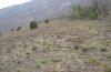 Stipa-grassland in southern Alps in April