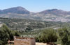 Großflächiger, intensiver Olivenanbau in den niedrigeren Bergen Andalusiens