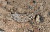 Dericorys minutus: Weibchen (Gran Canaria, Arinaga, Anfang Januar 2019) [N]