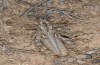Dericorys minutus: Weibchen (Gran Canaria, Arinaga, Anfang Januar 2019) [N]