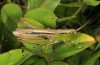 Chorthippus albomarginatus: Weibchen (Illerbeuren bei Memmingen, Juli 2018) [N]