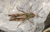 Stenobothrus apenninus: Male (Italy, Abruzzes, Gran Sasso, 2000m, late September 2016) [N]
