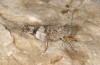 Oedipoda aurea: Weibchen (Samos, Kerkis, Ende Juni 2016) [N]