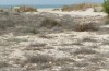 Sphingonotus azurescens: Habitat (Spain, Cadiz, Puerto Sta. Maria, early October 2022) [N]