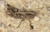 Chorthippus biroi: Female (Greece, Crete, Velonado, mid-October 2025) [N]
