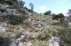 Chorthippus biroi: Habitat (Greece, Crete, west of Kallikratis, mid-October 2025) [N]