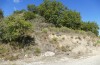 Chorthippus biroi: Habitat (Greece, Crete, Velonado, mid-October 2025) [N]