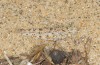 Sphingonotus candidus: Männchen (SW-Sardinien, Piscinas, Ende September 2018) [N]