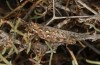 Dericorys carthagonovae: Female (Spain, Almeria, Gador, early October 2022) [N]