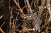 Dericorys carthagonovae: Male (Spain, Almeria, Gador, early October 2022) [N]