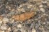 Oedipoda charpentieri: Weibchen (S-Frankreich, Bouches-du-Rhône, Crau, September 2018) [N]
