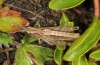 Chorthippus cialancensis: Larva (Italy, Perrero, Punta Cialancia, 13 Laghi, August 2018) [N]