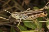 Stenobothrus clavatus: Male (Greece, Epirus, Mount Tomaros, northern part, 1370m, late July 2025) [N]