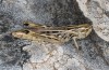Stenobothrus clavatus: Female (Greece, Epirus, Mount Tomaros, northern part, 1370m, late July 2025) [N]