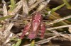 Chorthippus corsicus: Weibchen (Korsika, Albertacce, Col de Vergio, Ende September 2024) [N]