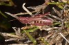 Chorthippus corsicus: Weibchen (Korsika, Albertacce, Col de Vergio, Ende September 2024) [N]