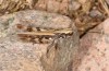 Chorthippus corsicus: Männchen (Korsika, Corte, Haut-Asco, Ende September 2024) [N]