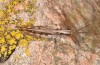 Chorthippus corsicus: Männchen (Korsika, Corte, Haut-Asco, Ende September 2024) [N]