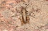 Chorthippus corsicus: Männchen (Korsika, Corte, Haut-Asco, Ende September 2024) [N]