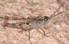 Chorthippus corsicus: Männchen (Korsika, Corte, Haut-Asco, Ende September 2024) [N]