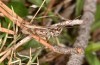 Chorthippus corsicus: Männchen (Korsika, Corte, Haut-Asco, Ende September 2024) [N]