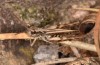 Chorthippus corsicus: Männchen (Korsika, Corte, Haut-Asco, Ende September 2024) [N]