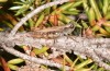 Chorthippus corsicus: Männchen (Korsika, Corte, Haut-Asco, Ende September 2024) [N]