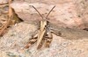 Chorthippus corsicus: Männchen (Korsika, Corte, Haut-Asco, Ende September 2024) [N]