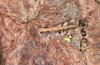 Chorthippus corsicus: Weibchen (Korsika, Corte, Haut-Asco, Ende September 2024) [N]