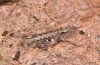 Chorthippus corsicus: Weibchen (Korsika, Corte, Haut-Asco, Ende September 2024) [N]