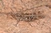 Chorthippus corsicus: Weibchen (Korsika, Corte, Haut-Asco, Ende September 2024) [N]