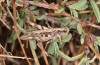 Chorthippus corsicus: Weibchen (Korsika, Corte, Haut-Asco, Ende September 2024) [N]