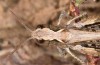 Chorthippus corsicus: Weibchen (Korsika, Corte, Haut-Asco, Ende September 2024) [N]