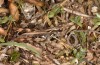 Chorthippus corsicus: Männchen (Korsika, Albertacce, Col de Vergio, Ende September 2024) [N]
