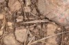Chorthippus corsicus: Weibchen (Korsika, Corte, Haut-Asco, Ende September 2024) [N]