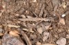 Chorthippus corsicus: Weibchen (Korsika, Corte, Haut-Asco, Ende September 2024) [N]
